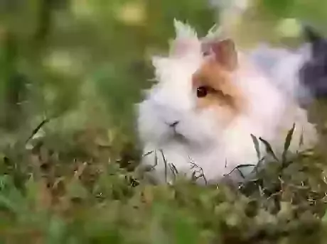 Small Pet Cremation